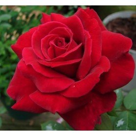 Rosa Mister Lincoln Rosa Mister Lincoln