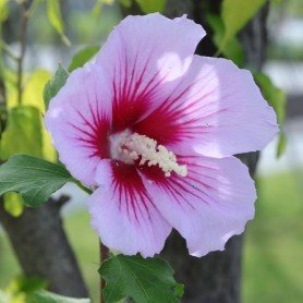Hibiscus syriacus Mathilde Hibiscus syriacus Mathilde