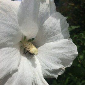 Hibiscus syriacus Eleonore Hibiscus syriacus Eleonore