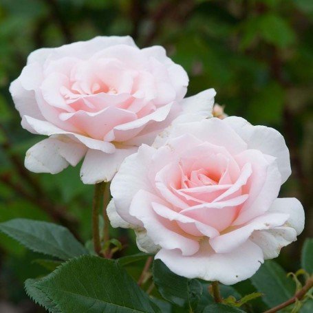 Rosa A Whiter Shade of Pale