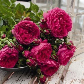 Rosa Soul Rosa Soul
