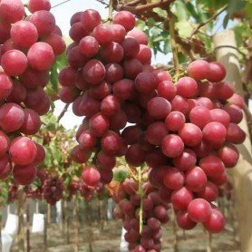Uva de mesa Gruesa Uva de mesa Gruesa