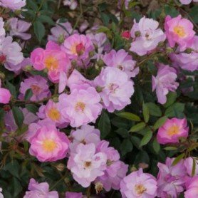 Rosa lavender Dream Rosa lavender Dream