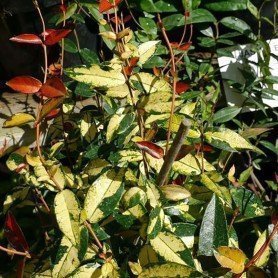 Trachelospermun asiaticum Ogon Nishiki Trachelospermun asiaticum Ogon Nishiki