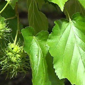 Corylus colurna Corylus colurna