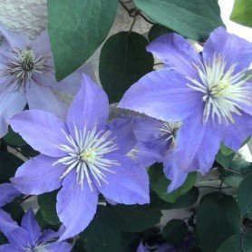 Clematis Justa Clematis Justa