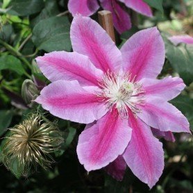 Clematis Dr Ruppel Clematis Dr Ruppel