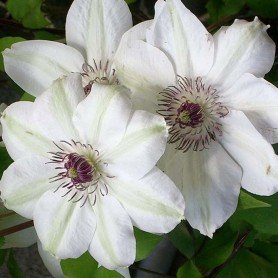 Clematis Miss Bateman Clematis Miss Bateman