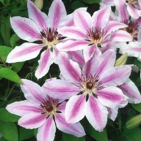 Clematis Nelly Mosser Clematis Nelly Mosser