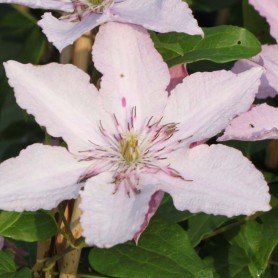 Clematis Hagley Hybrida Clematis Hagley Hybrida