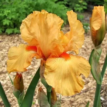 Iris Germánica naranja