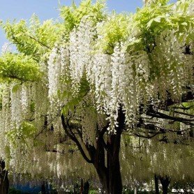 Wisteria brachybotrys Shiro Kapitan Wisteria brachybotrys Shiro Kapitan