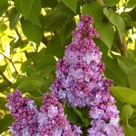 Lilo V. Catherine Havemeyer Lilo V. Catherine Havemeyer