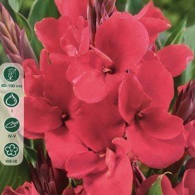 Canna Indica Hoja verde/ Pink Canna Indica Hoja verde/ Pink