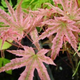 Acer palmatum Phoenix Acer palmatum Phoenix