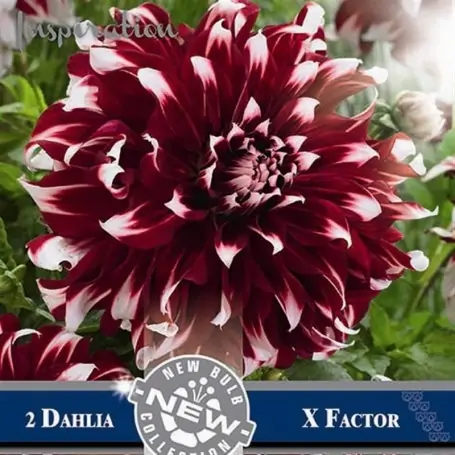 Dalia decorativa X factor
