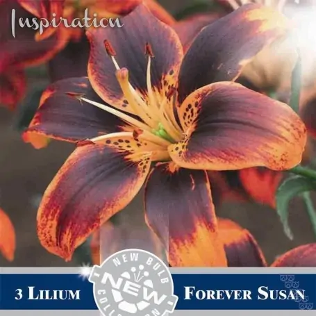 Lilium asiatico Forever Susan