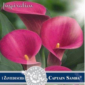 Cala Captain Samba Cala Captain Samba