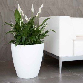 Maceta Accord Maceta Accord