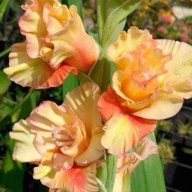 Gladiolo Magic Ruffle 10  ud Gladiolo Magic Ruffle 10  ud