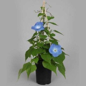 Ipomea violacea Ipomea violacea