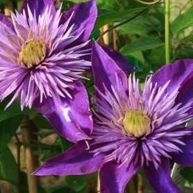 Clematis Multi Blue Clematis Multi Blue