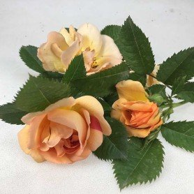 Rosa Maigold Rosa Maigold clg ct