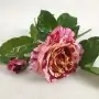 Rosa abracadabra