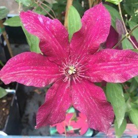 Clematis Ruutel 2L Clematis Ruutel 2L