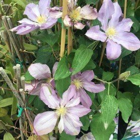 Clematis proteus 2L Clematis proteus 2L