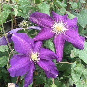 Clematis Luther Burbank 2L Clematis Luther Burbank 2L