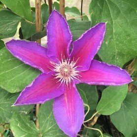 Clematis Etoile de Malicorne 2 lt Clematis Etoile de Malicorne 2 lt