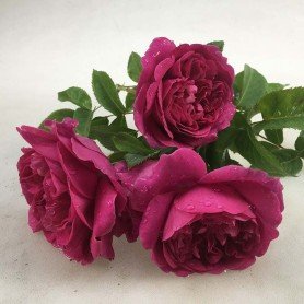 Rosa James L. Austin (Auspike) Rosa James L. Austin