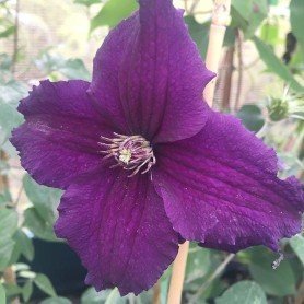 Clematis Rasputin 2L Clematis Rasputin 2L