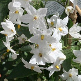 Solanum jazminoide Solanum jazminoide
