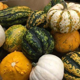 Calabacitas variadas 3 g Calabacitas variadas 3 g