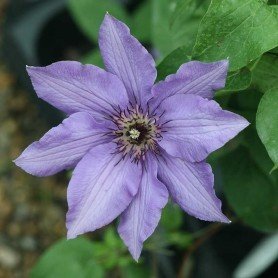 Clematis 'Königskind' Clematis 'Königskind'