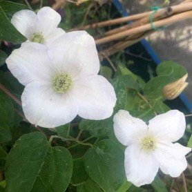 Clematis Etoile Nacree 3.5 L Clematis Etoile Nacree 3.5 L