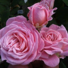 Rosa Rosengräfin Marie Henriette Rosa Rosengräfin Marie Henriette