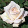 Rosa Jardins de Bagatelle