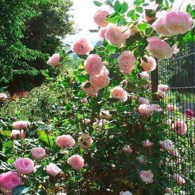 Rosa Madame Pierre Oger Rosa Madame Pierre Oger
