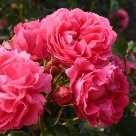 Rosa Moin Moin Rosa Moin Moin
